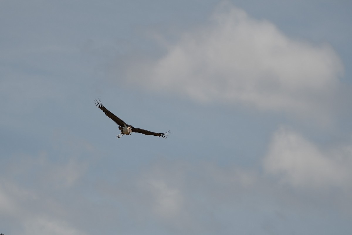 Marabou Stork - ML642880007