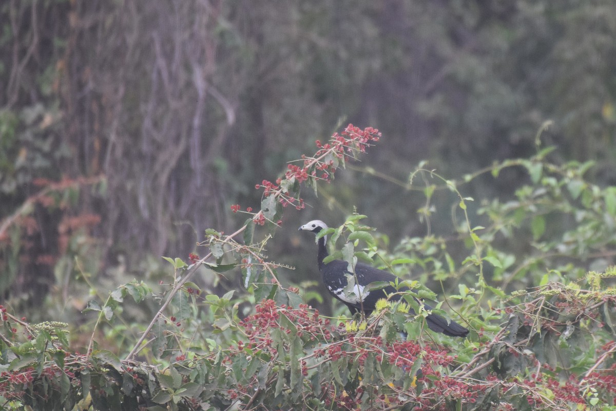 White-throated Piping-Guan - ML642880008