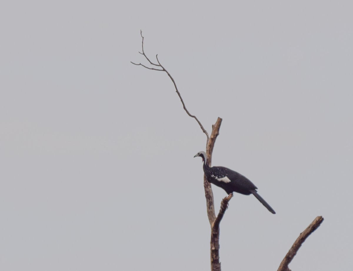 Red-throated Piping-Guan - ML642880009
