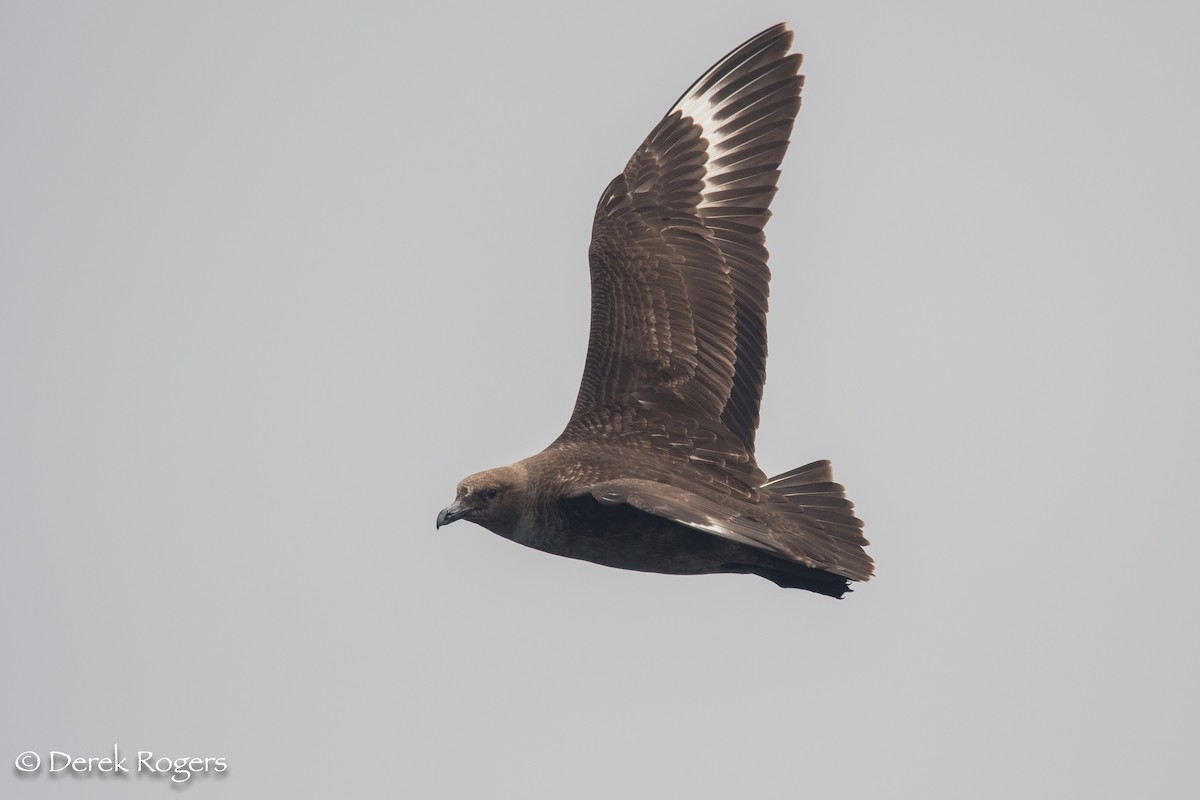 South Polar Skua - ML64288001