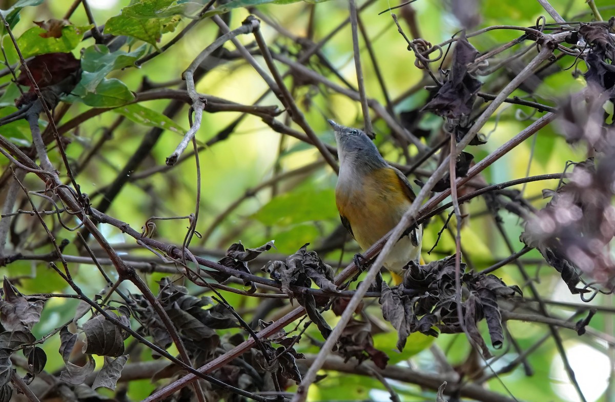 American Redstart - ML642880010