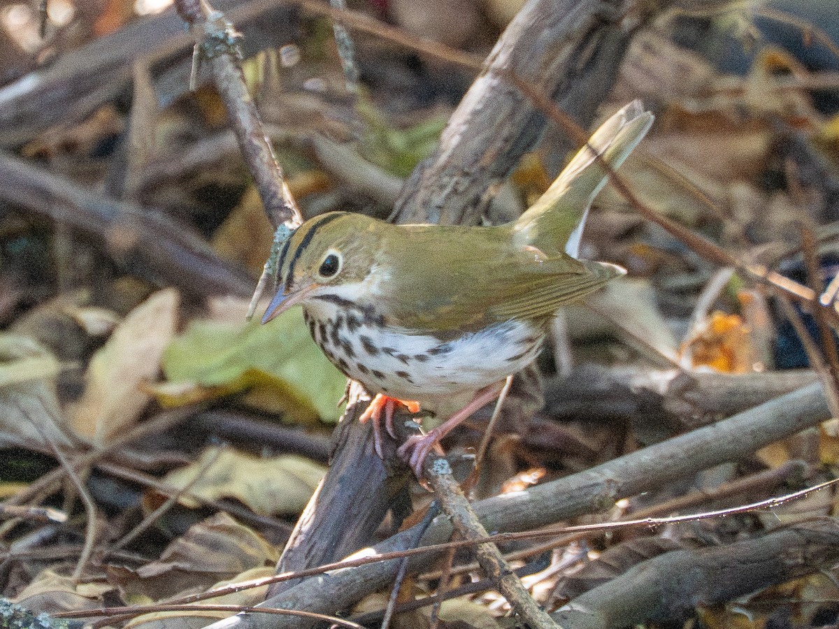 Ovenbird - ML642880013