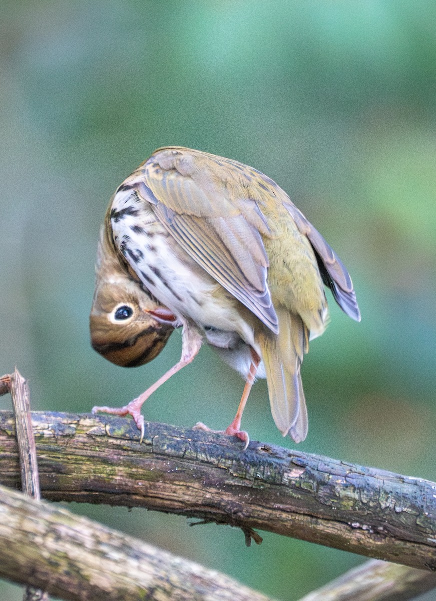 Ovenbird - ML642880014