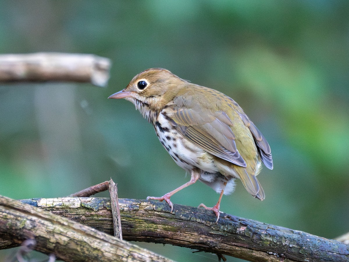 Ovenbird - ML642880015