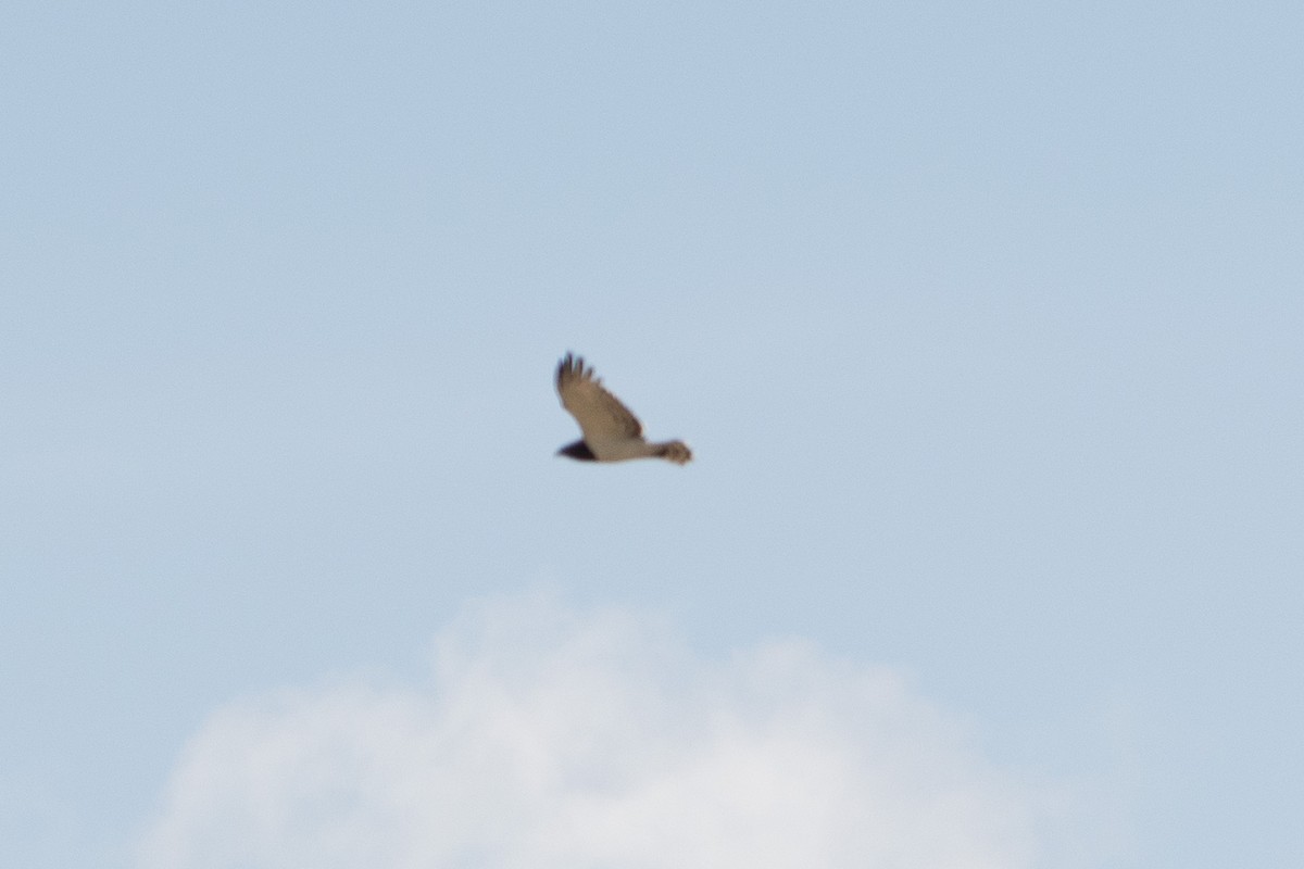 Black-chested Snake-Eagle - ML642880016