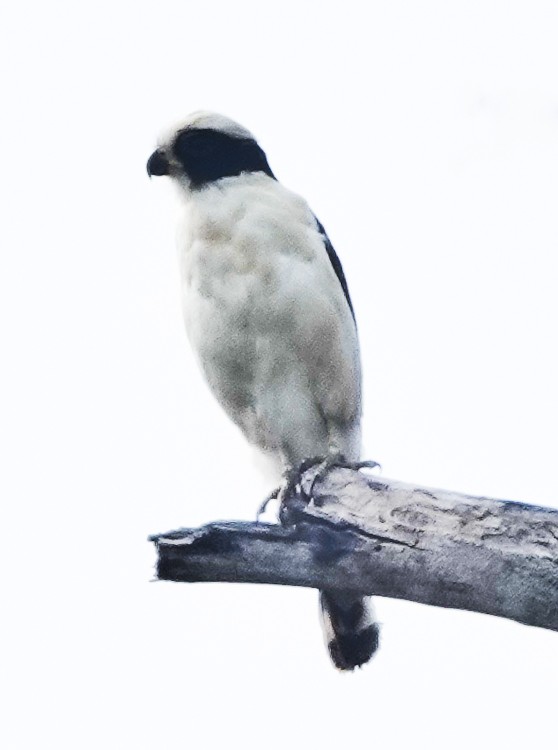 Laughing Falcon - ML642880017