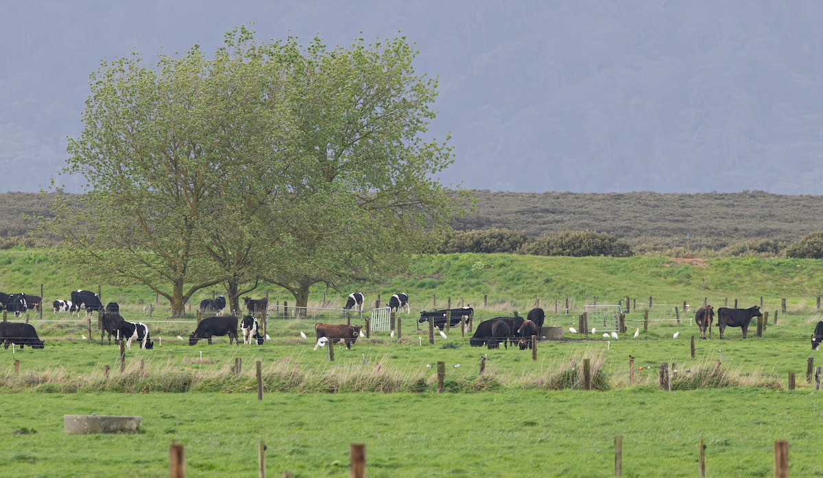 Eastern Cattle-Egret - ML642880018