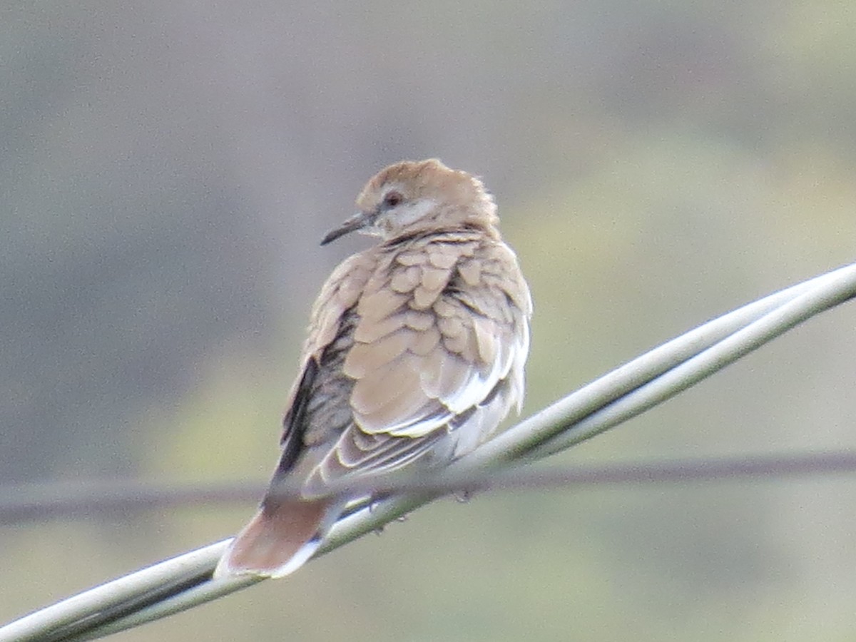 White-winged Dove - ML642880021