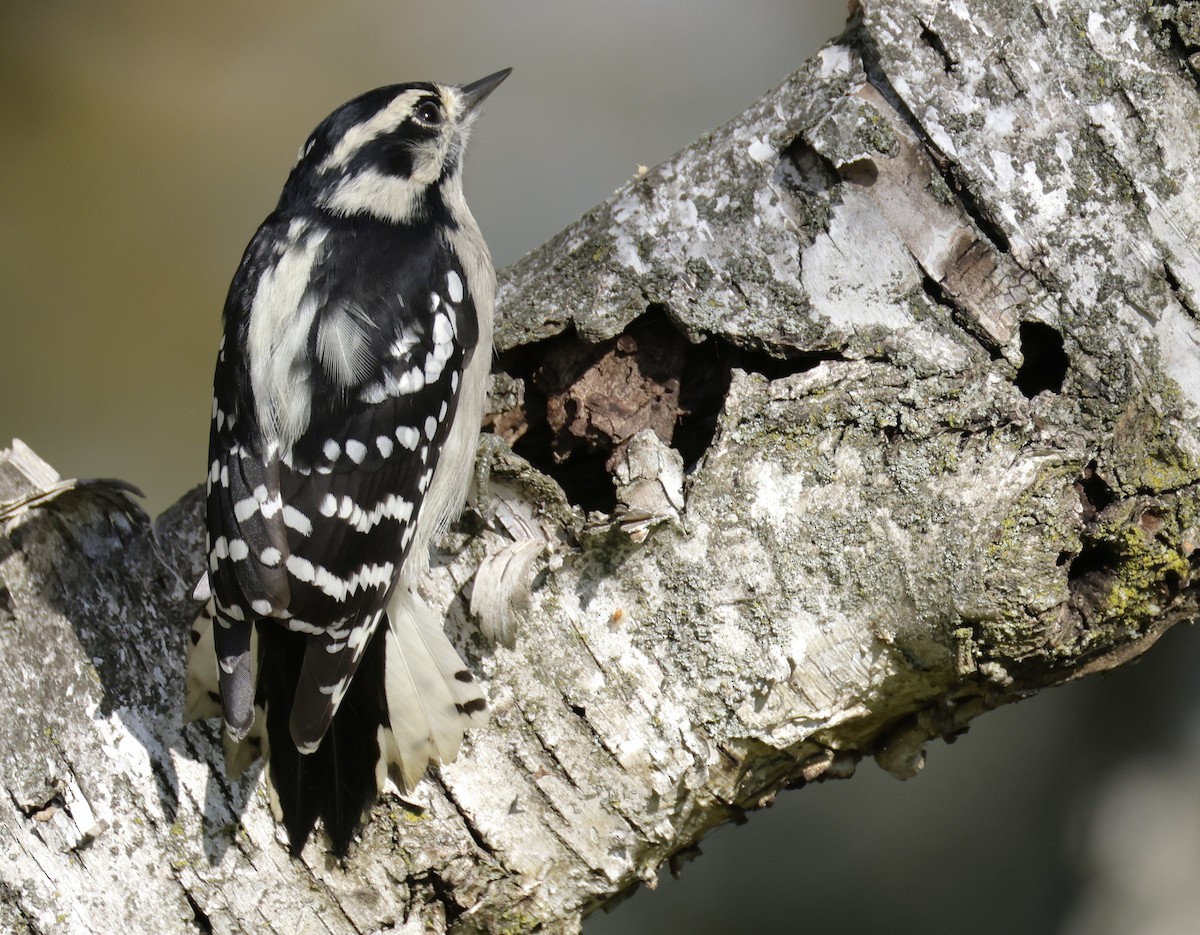 Downy Woodpecker - ML642880022