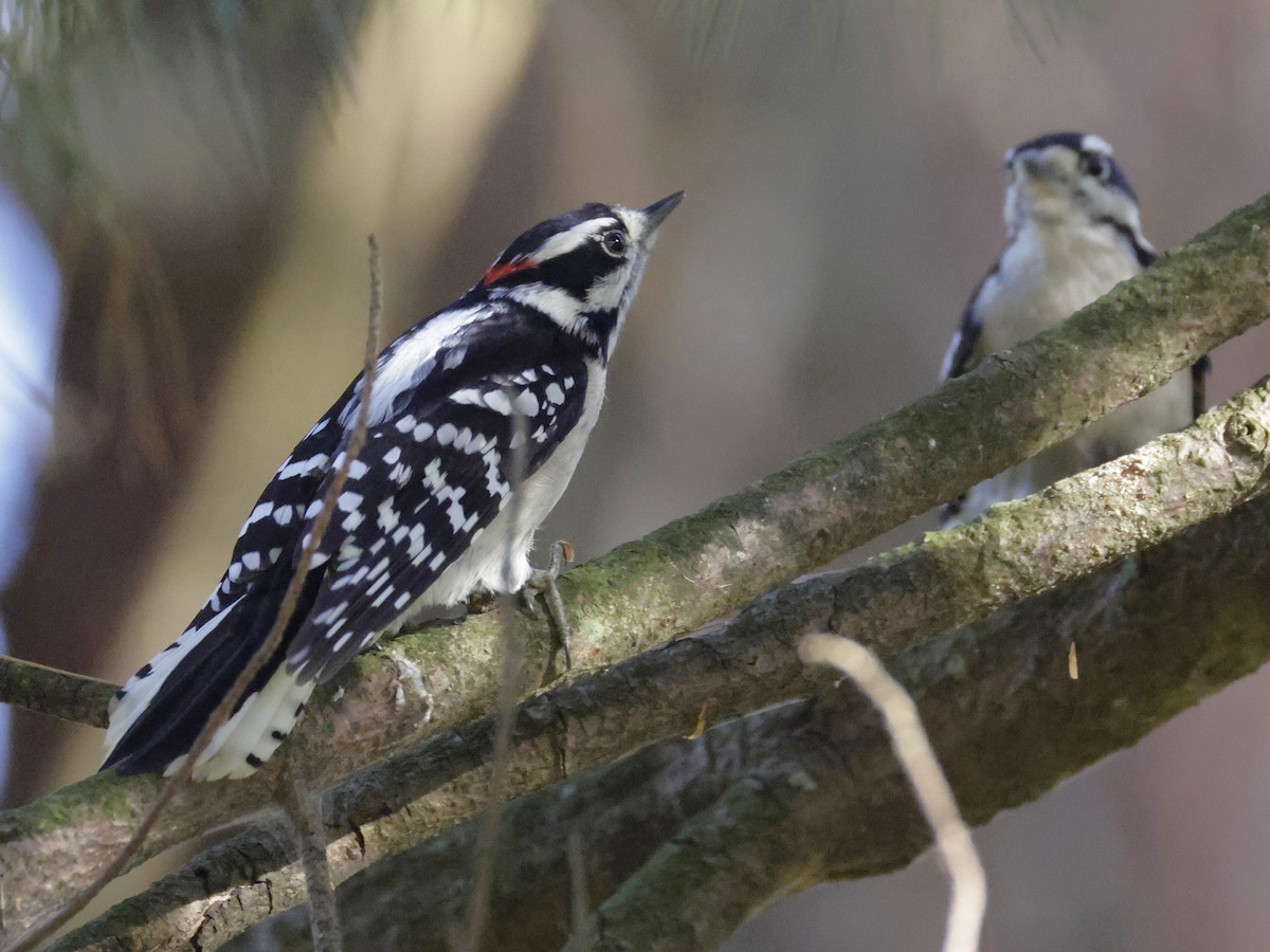 Downy Woodpecker - ML642880023