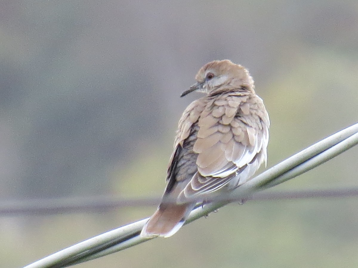 White-winged Dove - ML642880024