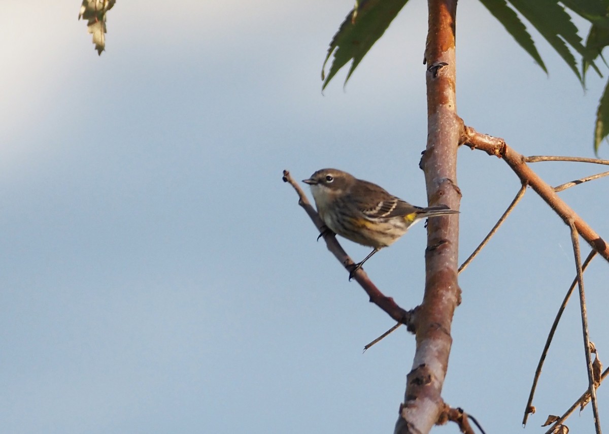 Yellow-rumped Warbler - ML642880025