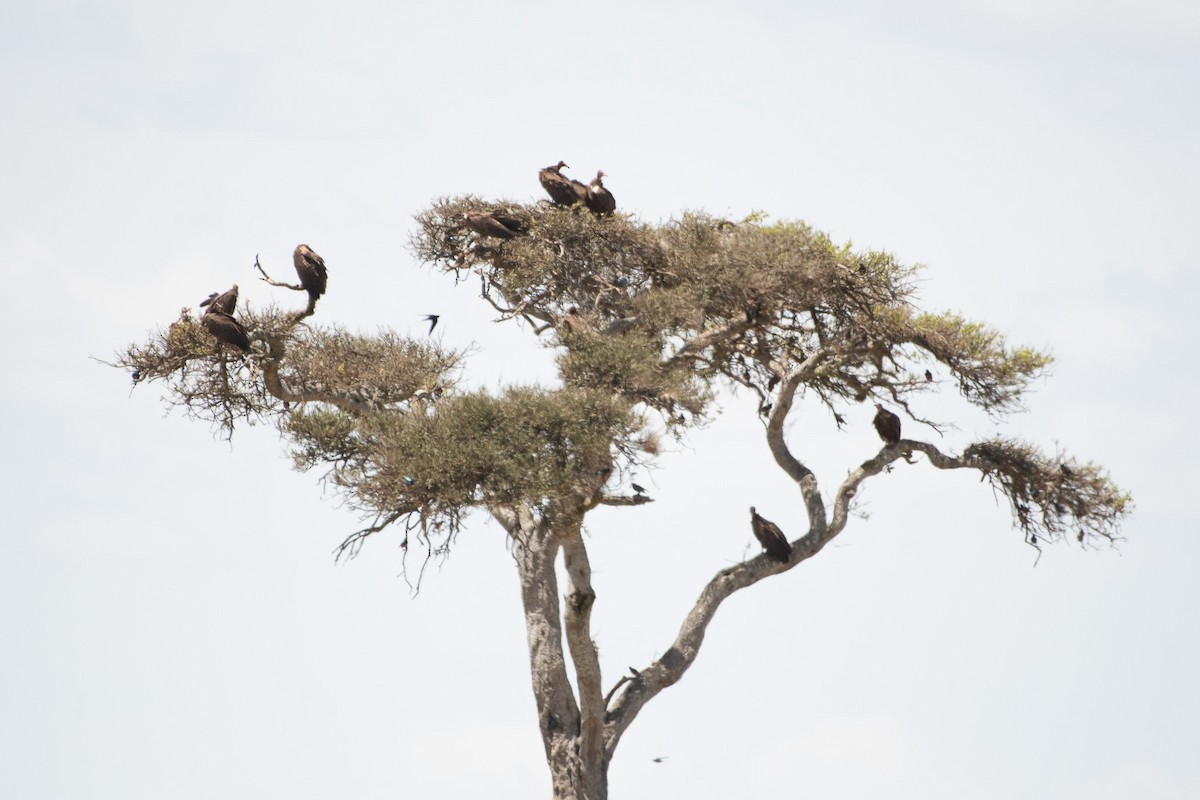 Hooded Vulture - ML642880026