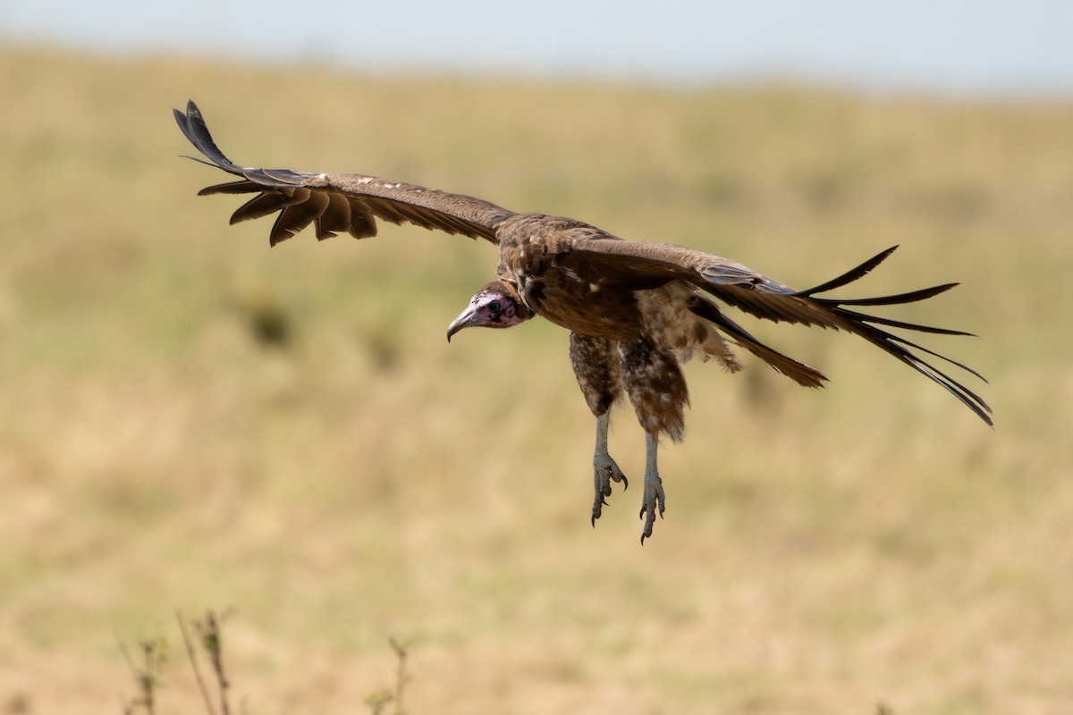 Hooded Vulture - ML642880027