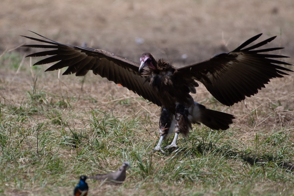 Hooded Vulture - ML642880028