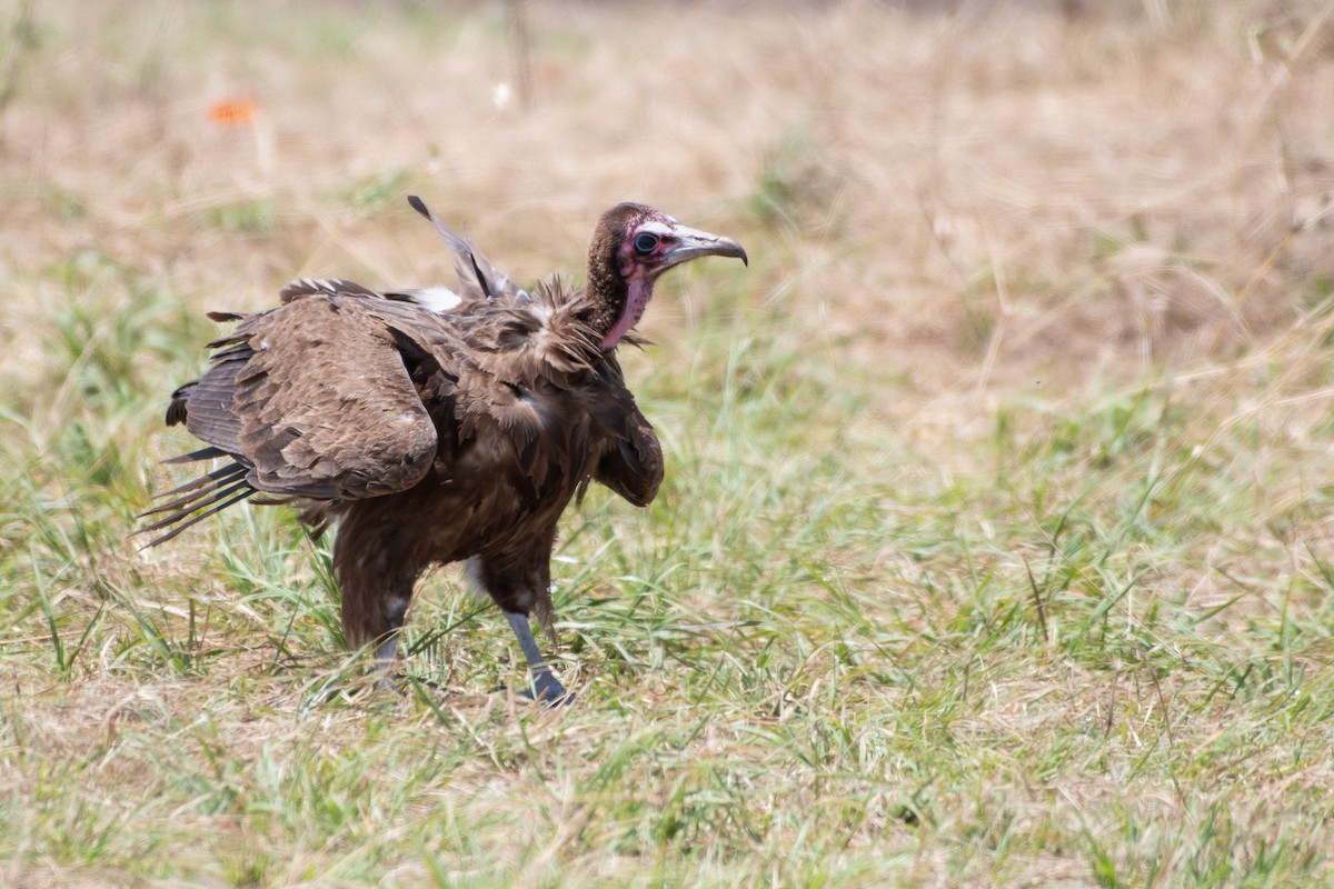 Hooded Vulture - ML642880029