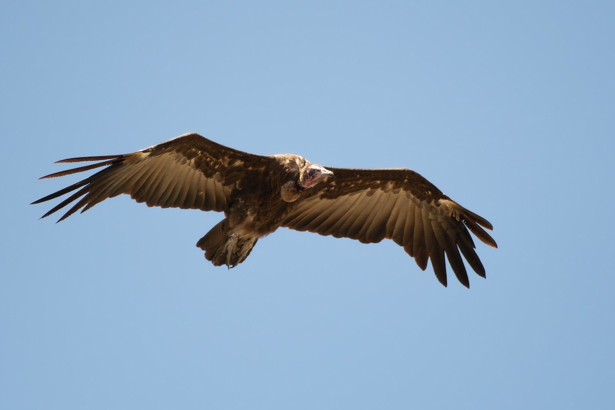 Hooded Vulture - ML642880030