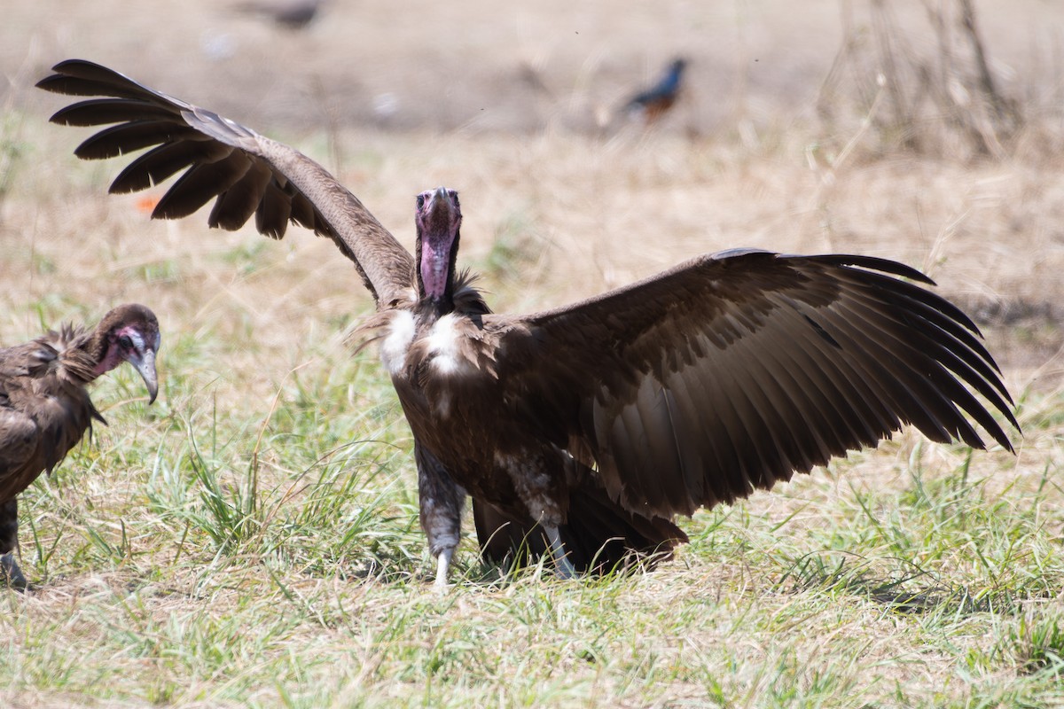 Hooded Vulture - ML642880031