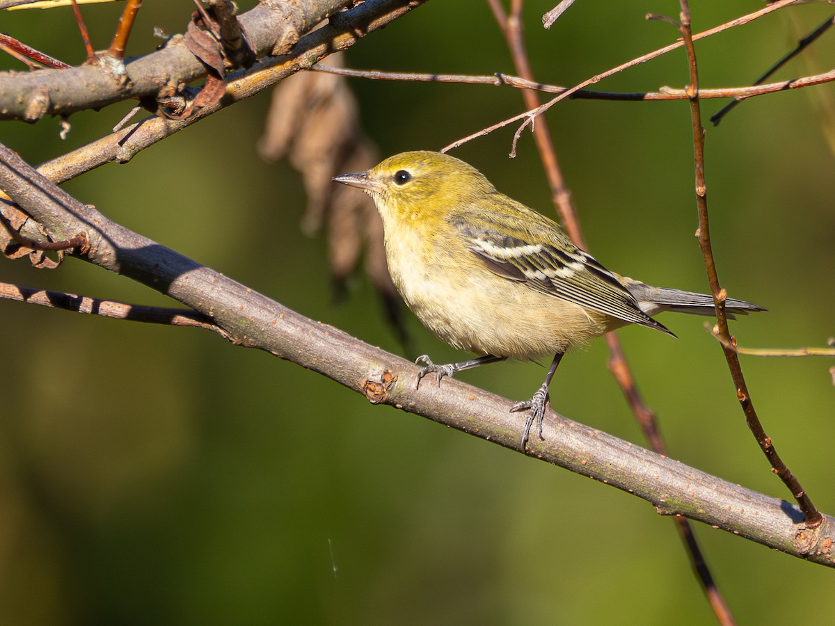 Bay-breasted Warbler - ML642880032
