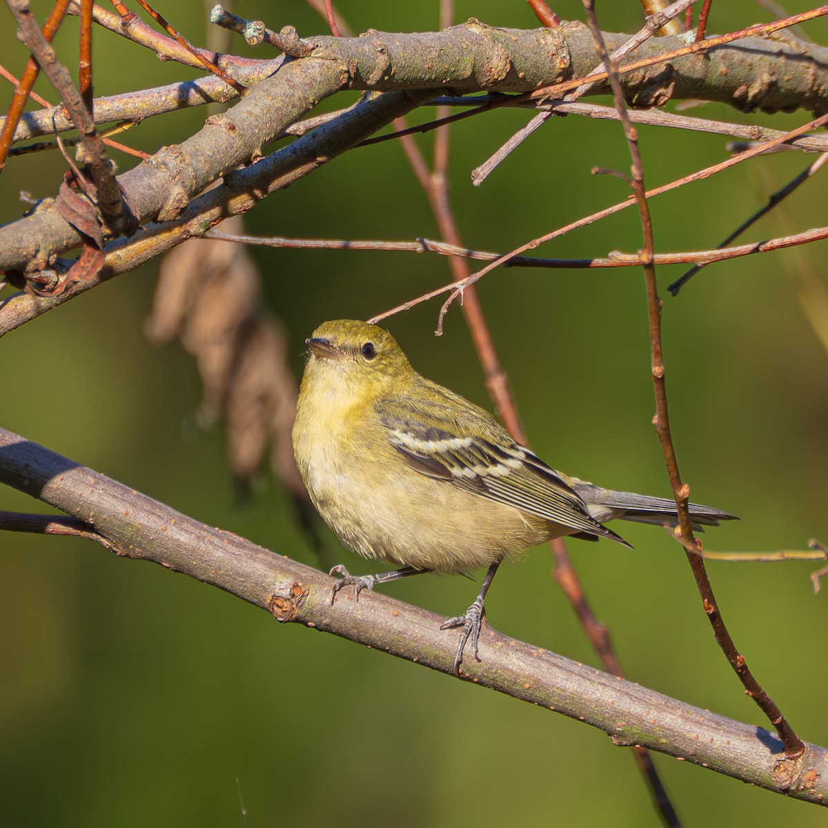 Bay-breasted Warbler - ML642880033