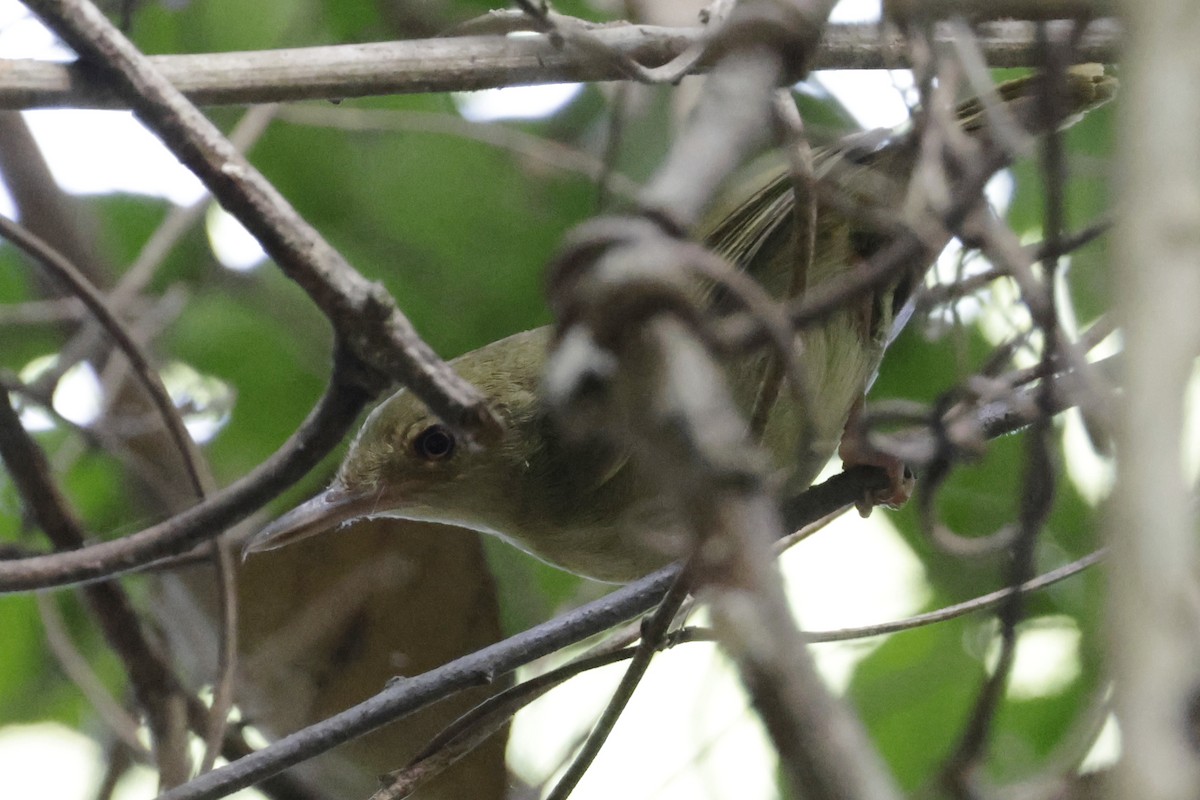 Оливковий долгонос - ML642880038