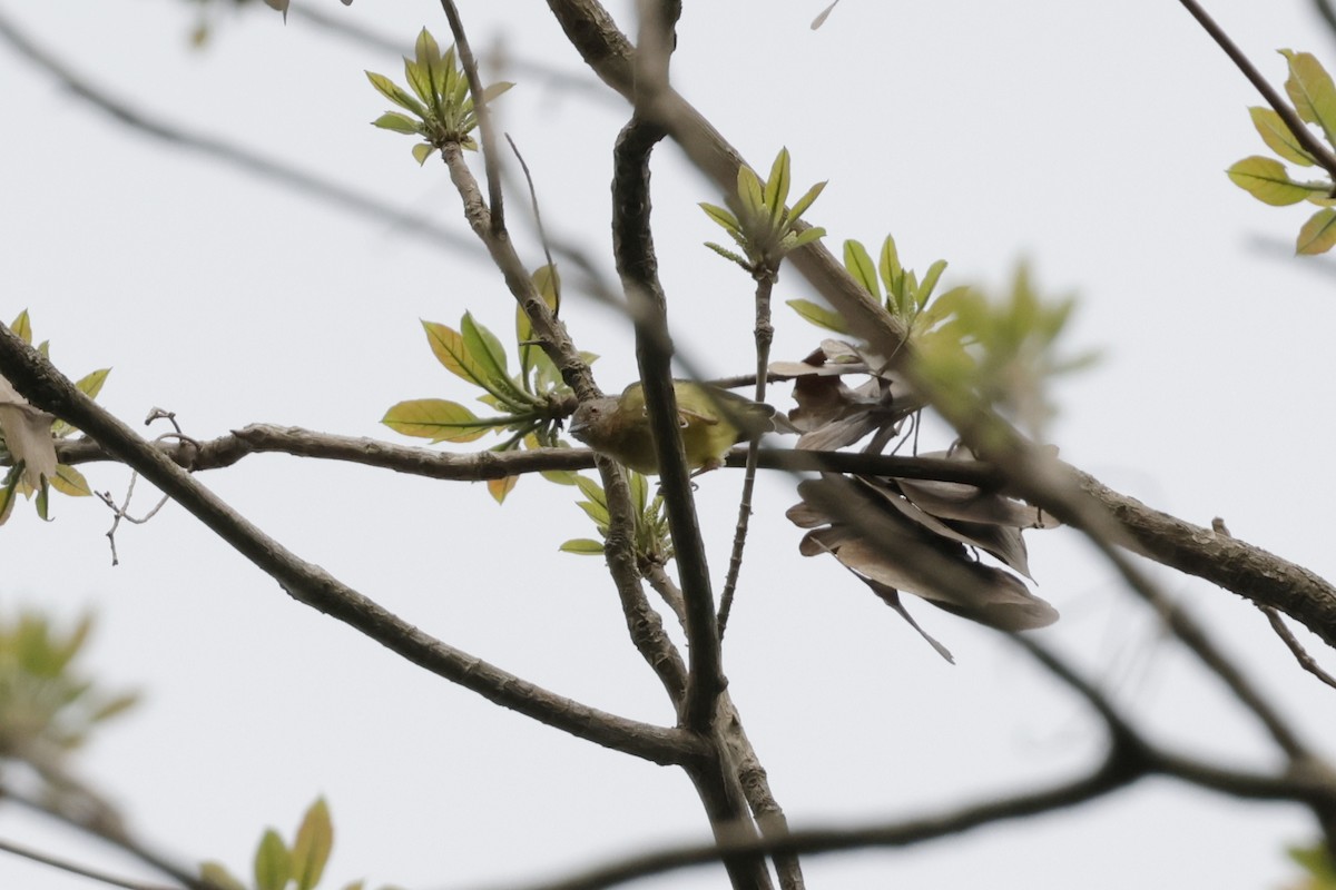 Lemon-bellied Crombec - ML642880043