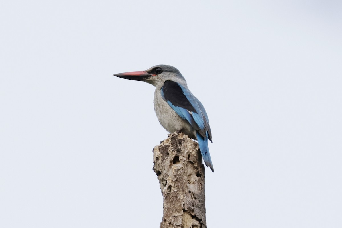 Woodland Kingfisher - ML642880059