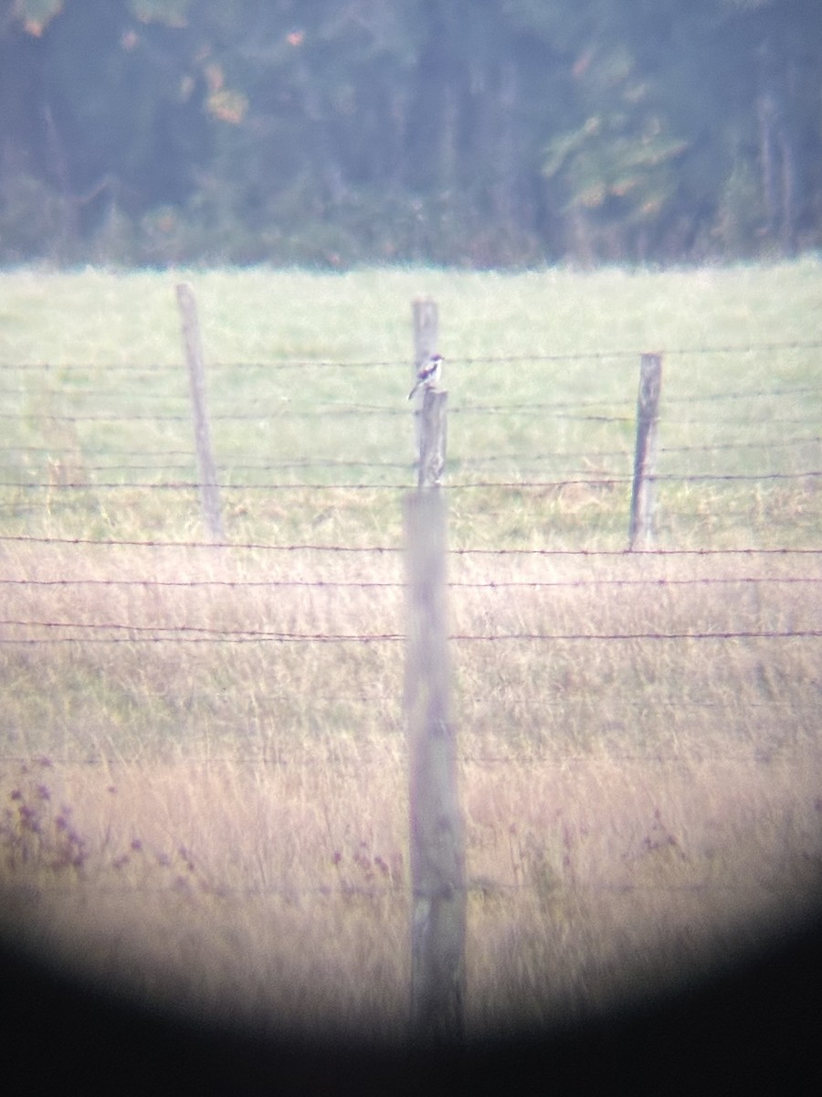 Loggerhead Shrike - ML642880061