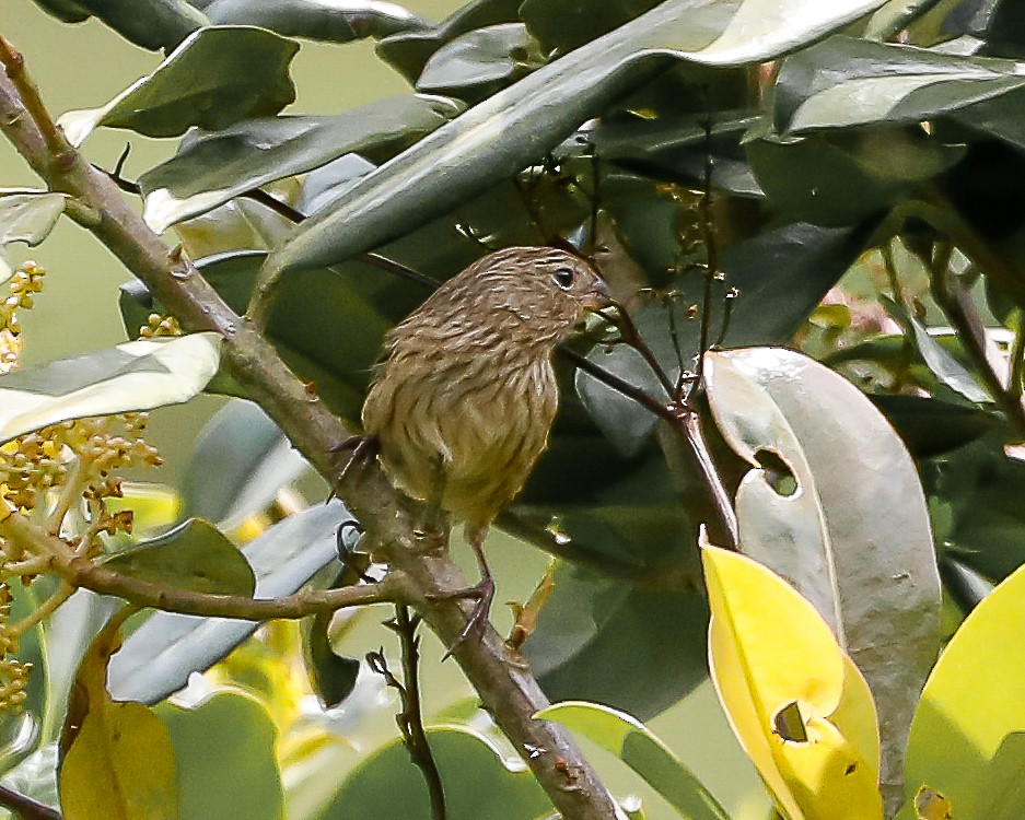 Plain-colored Seedeater - ML642880085