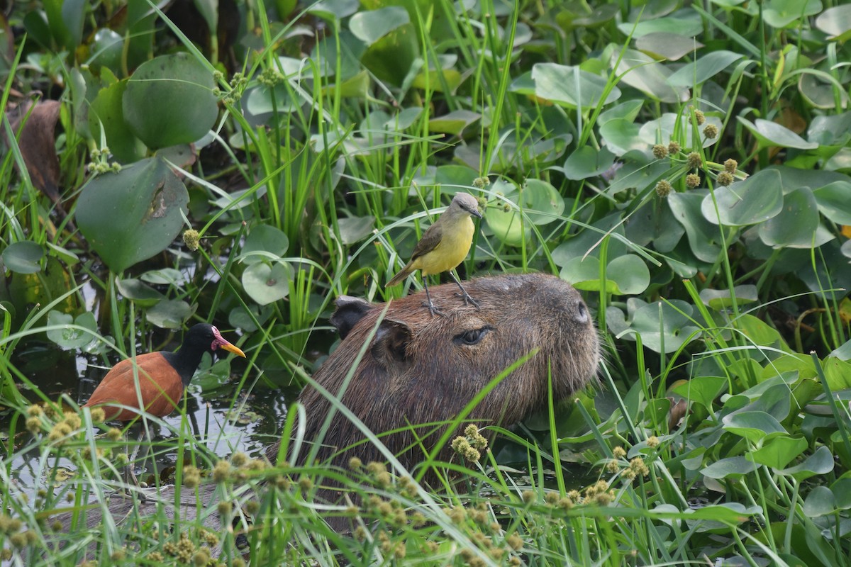 Wattled Jacana - ML642880096