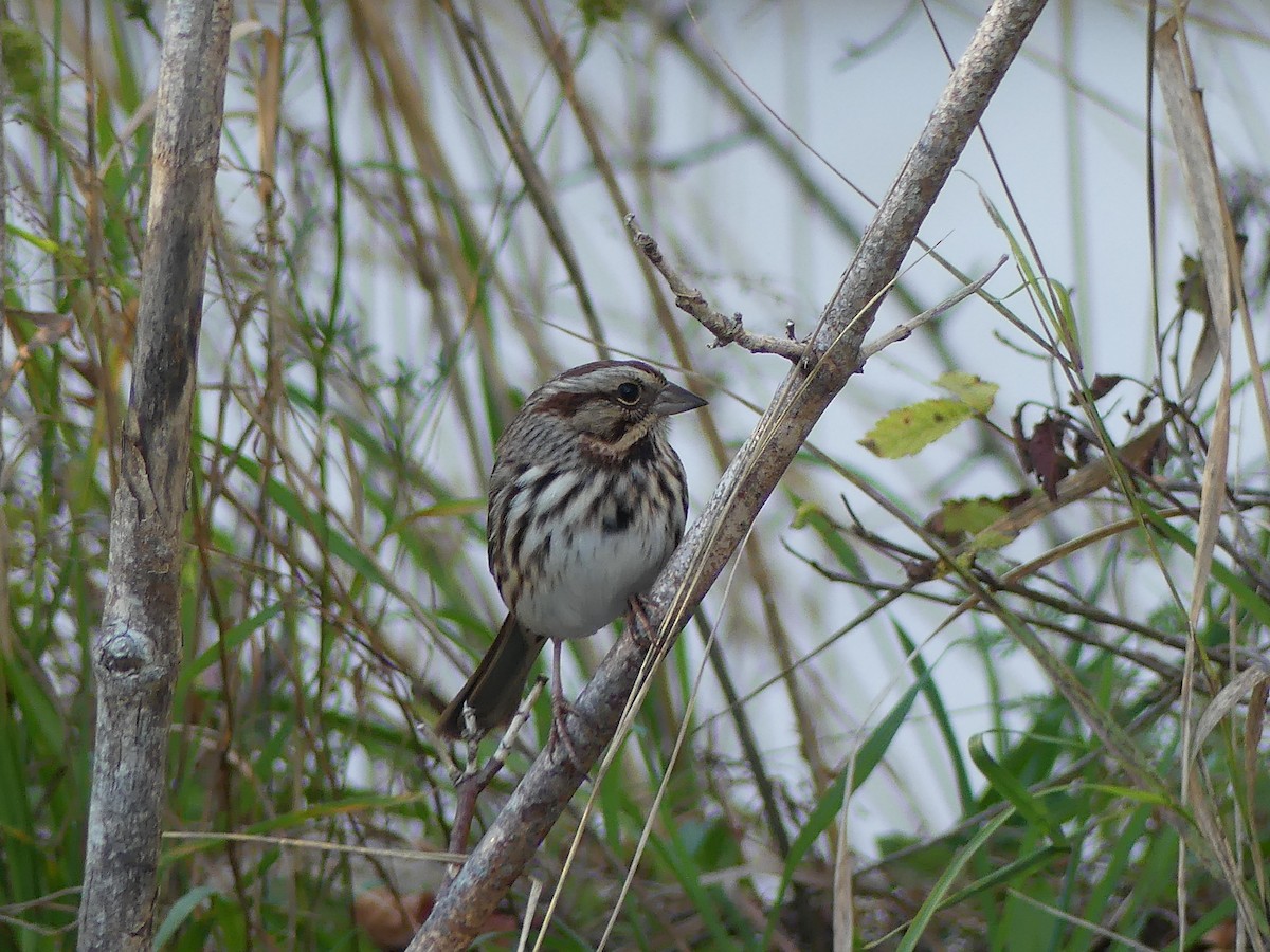 Song Sparrow - ML642880098