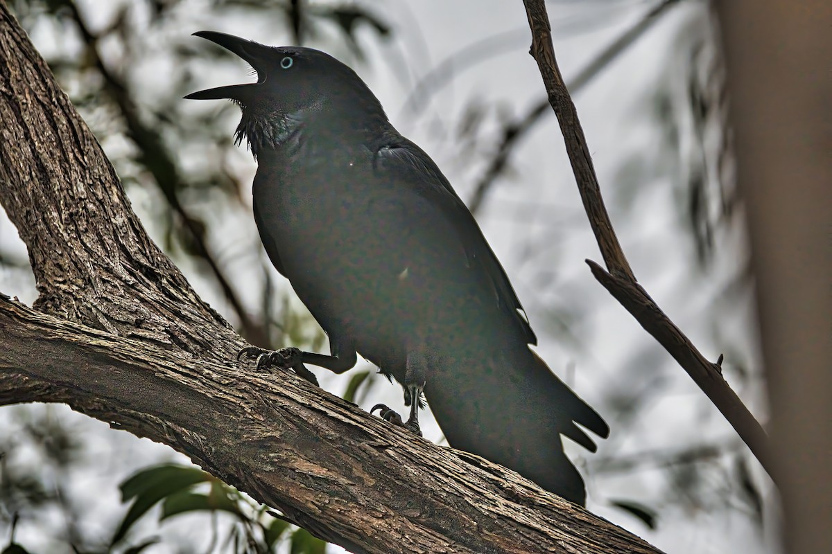 Torresian Crow - ML642880099