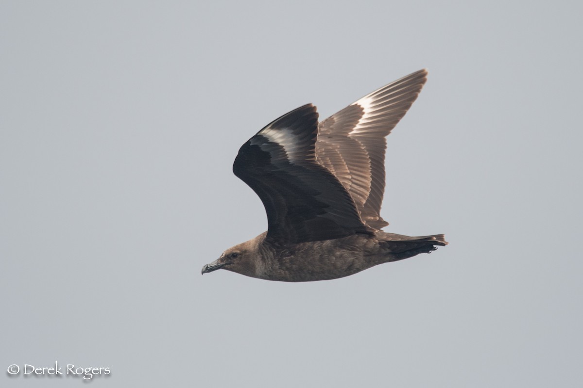 South Polar Skua - Derek Rogers