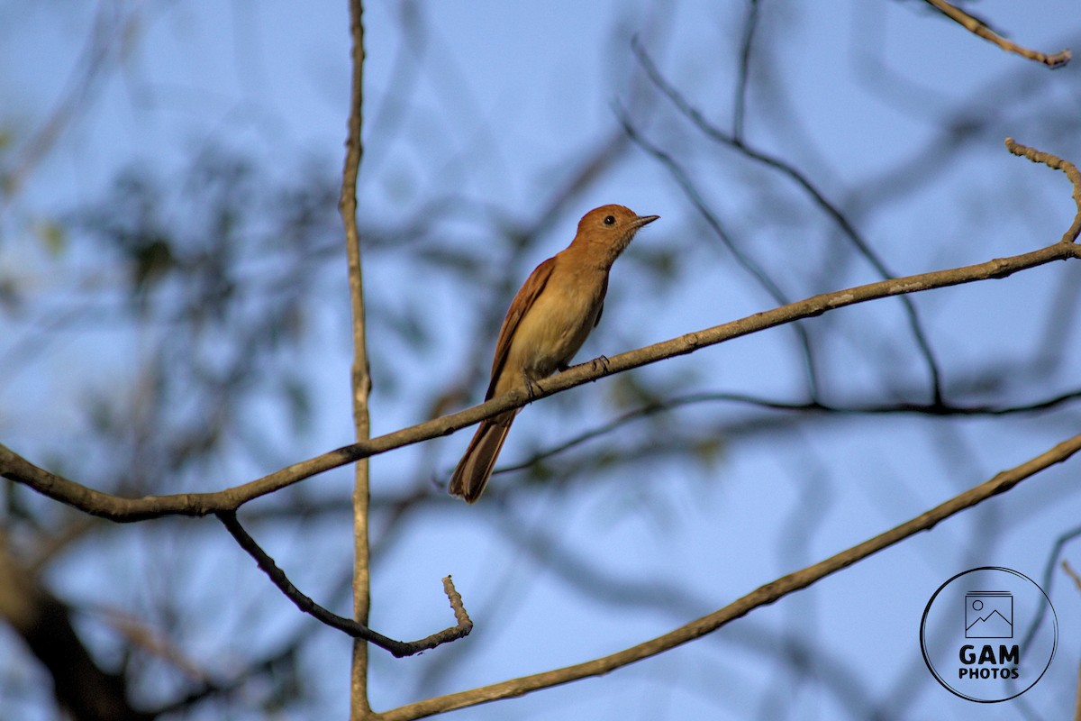 Rufous Casiornis - ML642880121