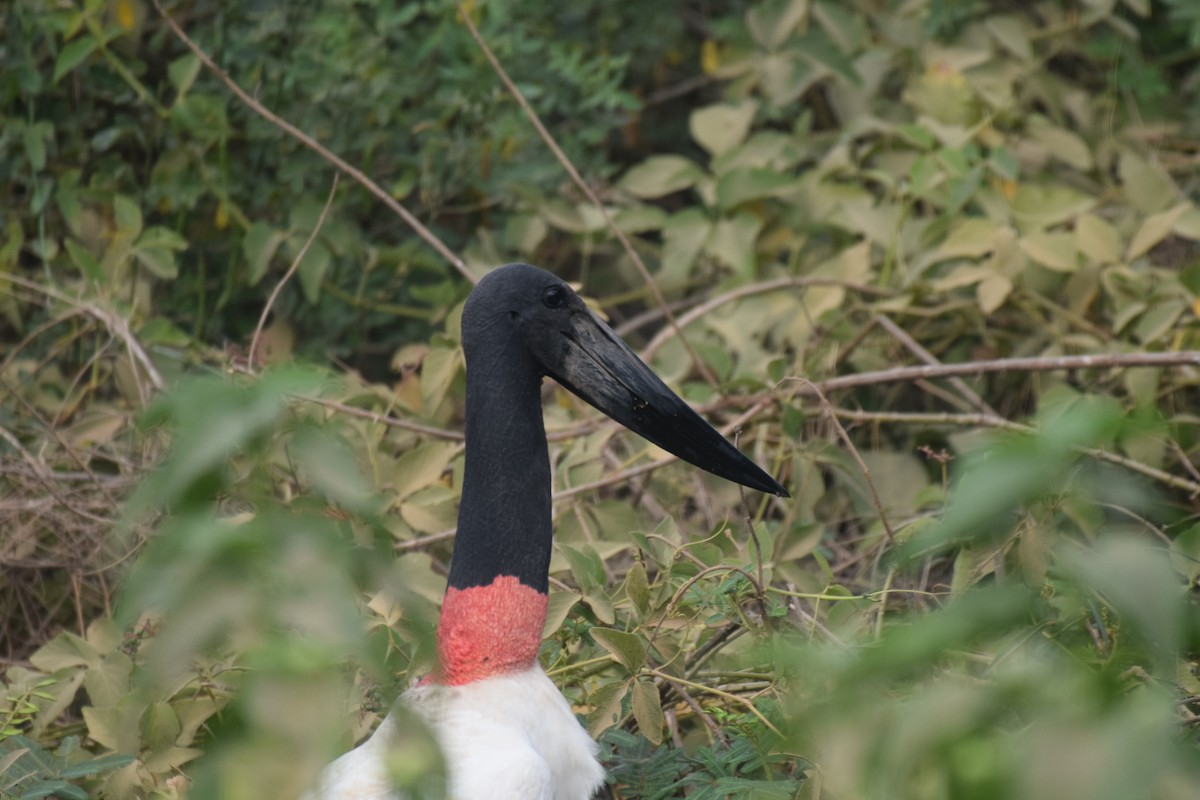 Jabiru - ML642880124