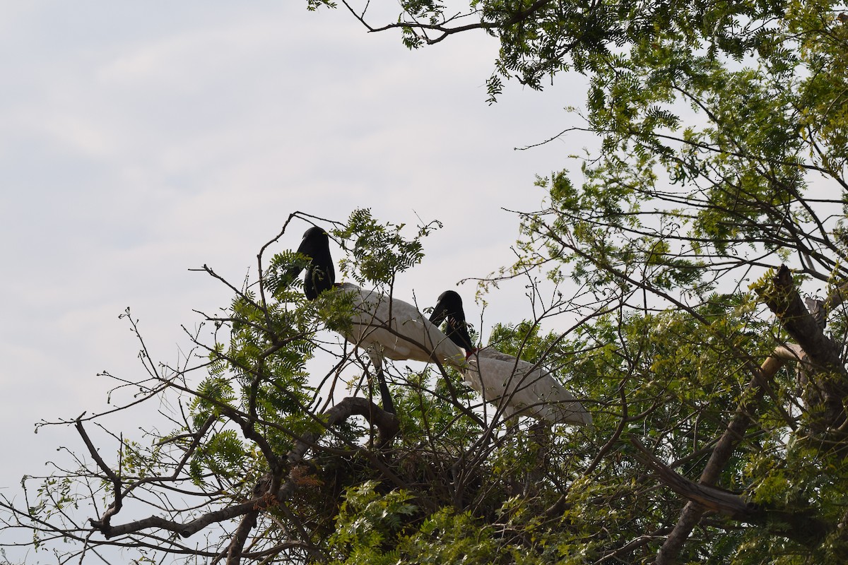 Jabiru - ML642880125
