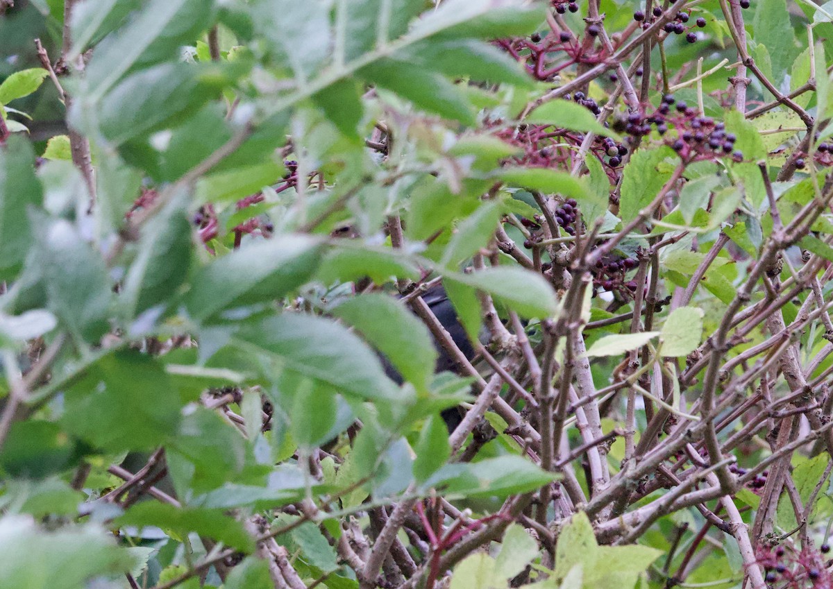 Siberian Thrush - ML642880133