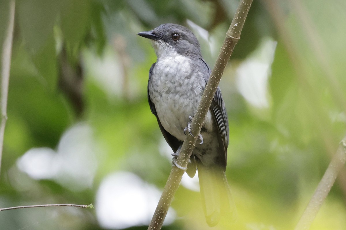 African Forest-Flycatcher - ML642880170