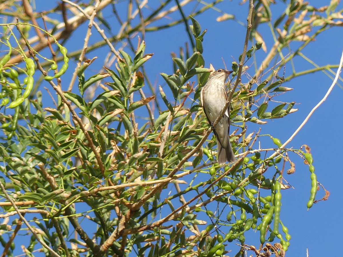 Бөртөт намнаахай - ML642880178