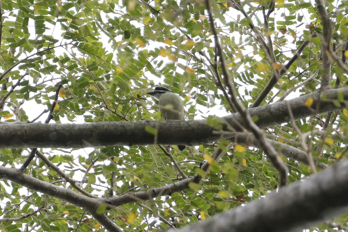 vousáček drobný - ML642880182