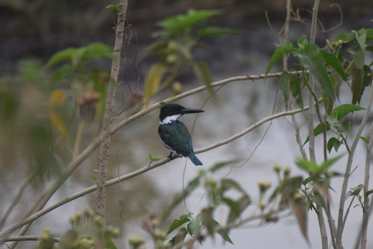 Martin-pêcheur d'Amazonie - ML642880188