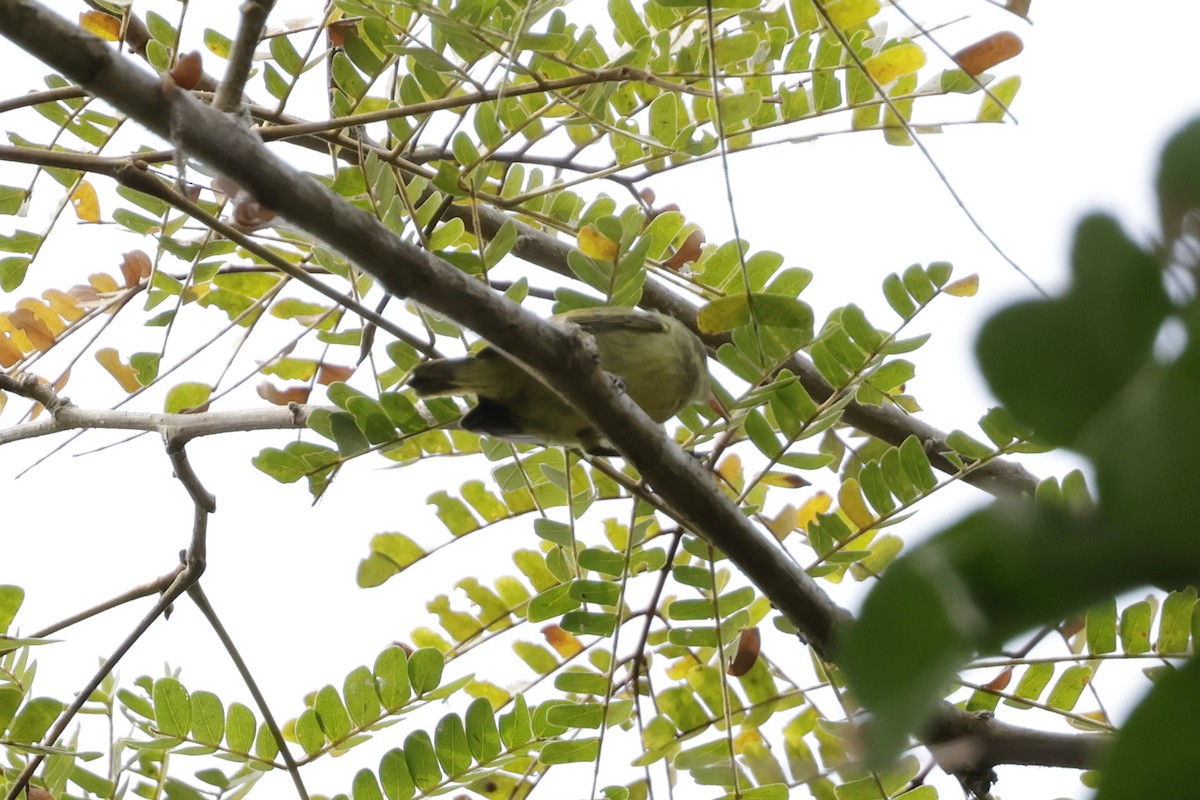 Fraser's Sunbird - ML642880194