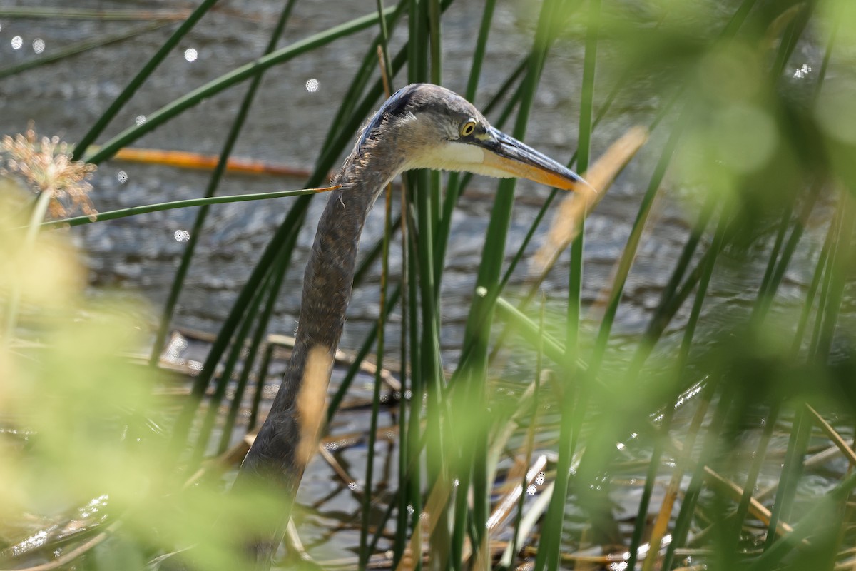 Great Blue Heron - ML642880217