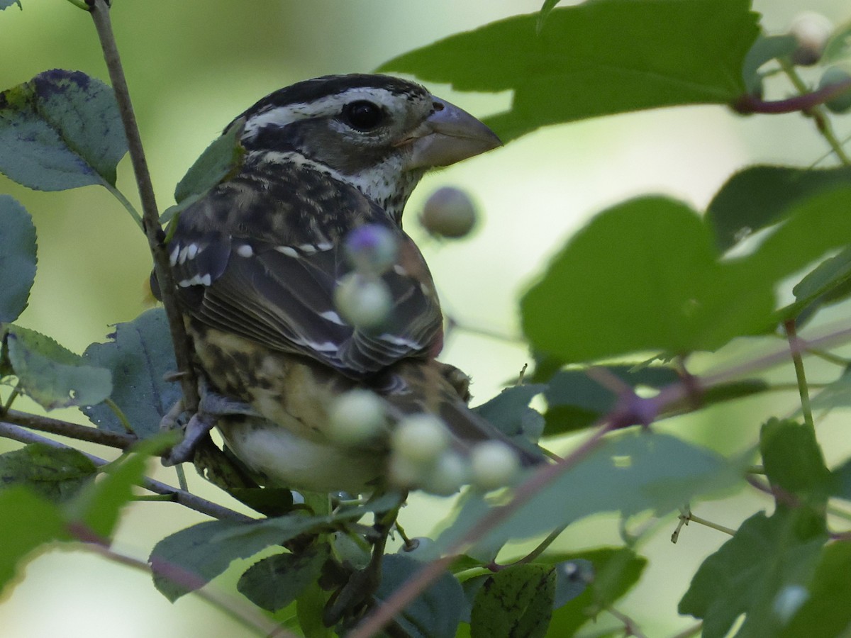 Rose-breasted Grosbeak - ML642880219