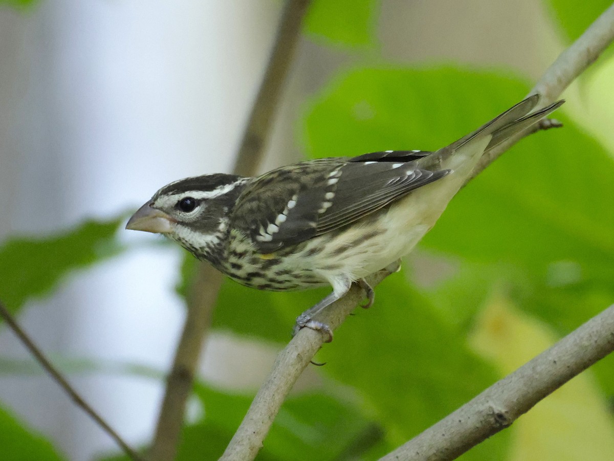 Rose-breasted Grosbeak - ML642880220