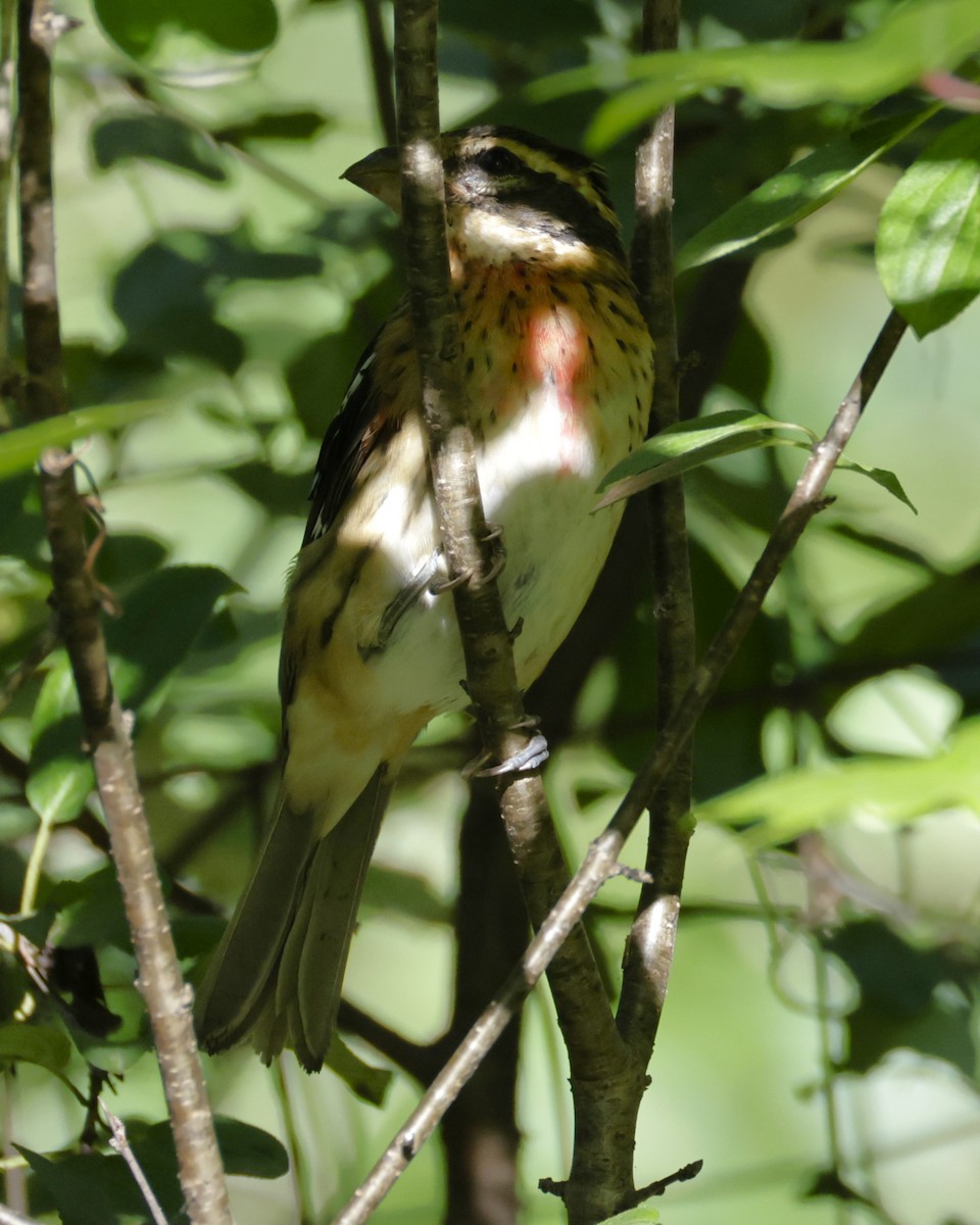 Rose-breasted Grosbeak - ML642880221