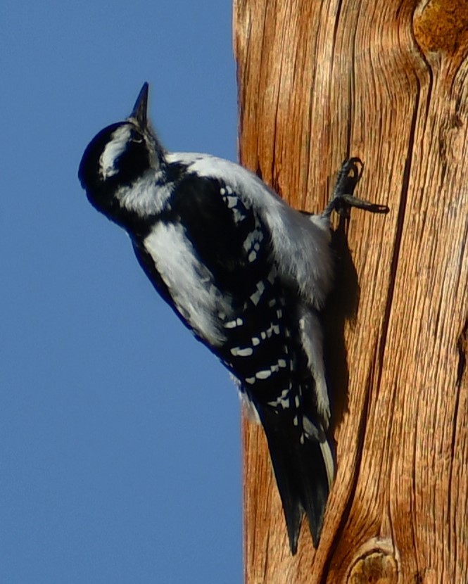 Hairy Woodpecker - ML642880225