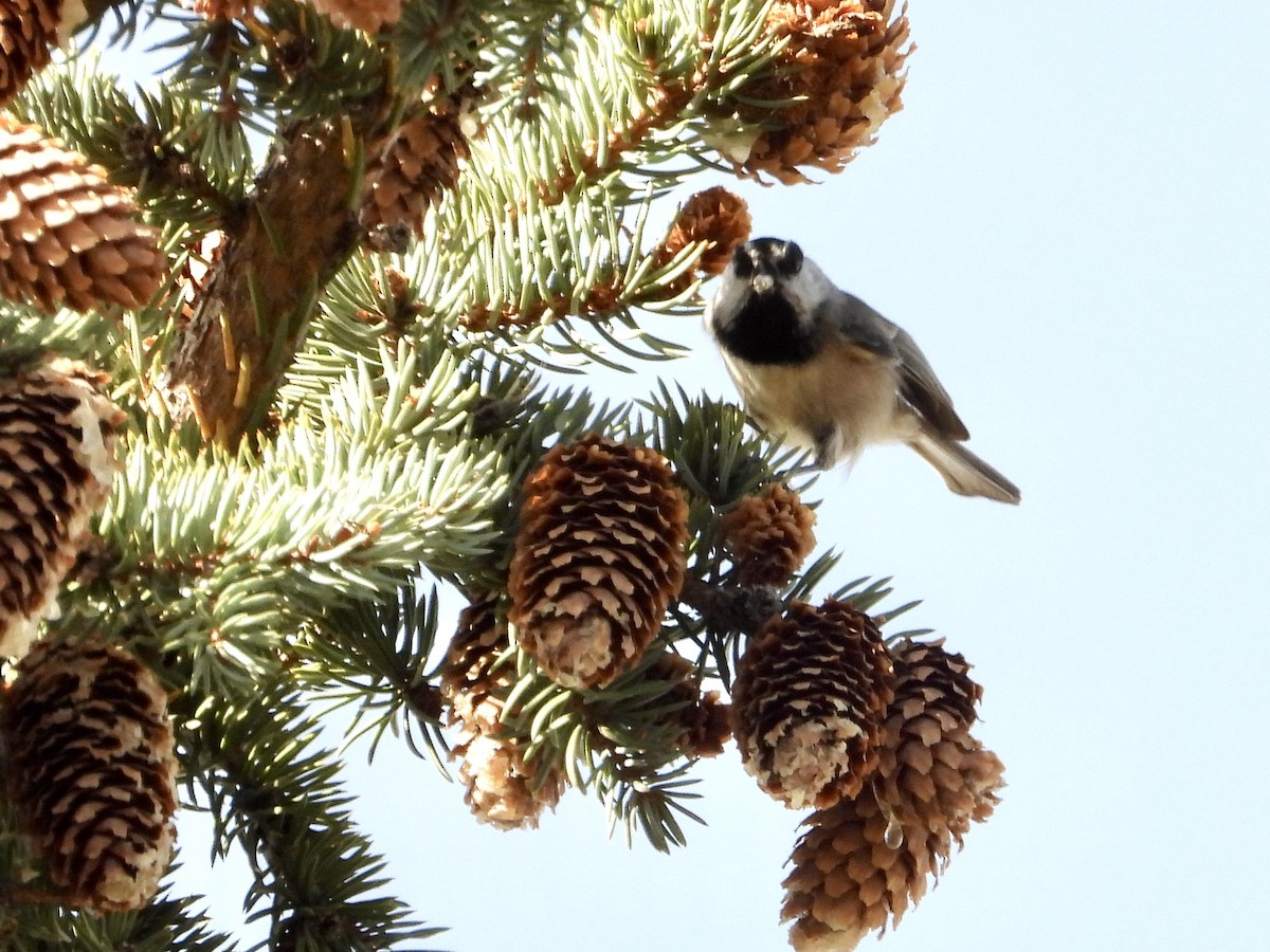 Mountain Chickadee - ML642880235