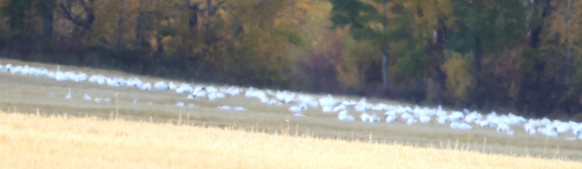 Snow Goose - ML642880267