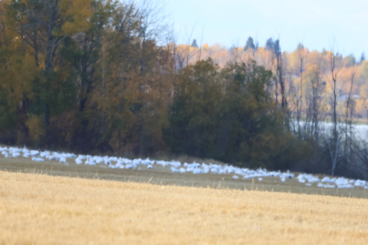 Snow Goose - ML642880274